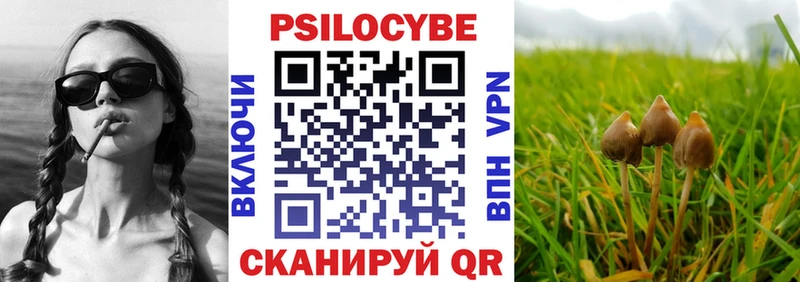 Купить Тайга Псилоцибиновые грибы Psilocybe
